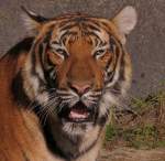 Sibirischer Tiger