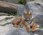Sibirischer Tiger
