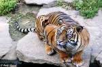 Der sibirische Tiger ist der grte heute noch lebende Tiger.