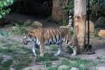 Sibirischer Tiger am 26.6.2010 im Leipziger Zoo.