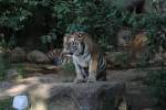 Sibirischer Tiger am 26.6.2010 im Leipziger Zoo.