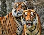 Indochinesische Tiger