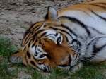 Sibirischer-TIGER im Zoo-Schmiding hat immer ein wachsames Auge; 130905