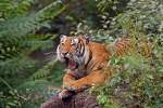 Indochinesischer Tiger