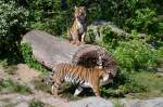 HinterindischeTiger     Zoo Berlin 28.04.2014