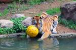 Wegen der Niederlage gegen die grauen Panther gleich den Ball zerbeien, ein schlechter Verlierer.