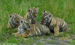 Amurtiger-Vierlinge im Tierpark Berlin, ca.