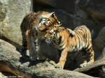 Amur-Tiger (Panthera tigris altaica) Jungtiere Dragan und Alisha im Tierpark Berlin