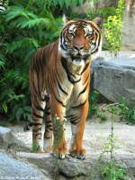 Malaya-Tiger (Panthera tigris corbetti) im Tierpark Berlin