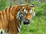 Amur-Tiger (Panthera pardus altaica).