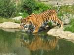 Amur-Tiger (Panthera pardus altaica).