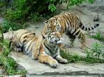 Amur-Tiger  Alisha  und  Dragan  (Panthera tigris altaica) im Tierpark Berlin (August 2015).