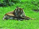 Malaya-Tiger (Panthera tigris jacksoni).