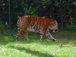 Ein Tiger im Serengetipark, 9.9.15 