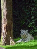 Weier Tiger im Serengetipark, 9.9.15 