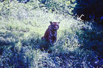 Tiger im Bandhavgarh Nationalpark in Indien.