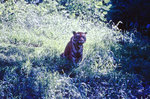 Tiger im Bandhavgarh Nationalpark in Indien.
