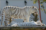 Zwei weie Tiger