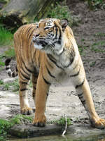 Ein Malaiischer Tiger im Dortmunder Zoo.