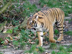 Ein Malaiischer Tiger im Dortmunder Zoo.