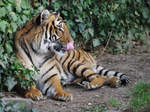 Ein Malaiischer Tiger im Dortmunder Zoo.