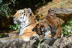 Amurtiger im Zoo Duisburg.