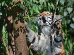 Ein junger Amurtiger im Zoo Duisburg.