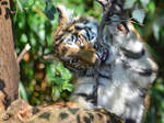 Ein junger Amurtiger im Zoo Duisburg.