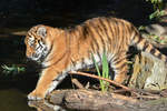 Ein junger Amurtiger im Zoo Duisburg.