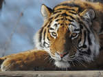 Ein Sibirischer Tiger im Tiergarten Schnbrunn.