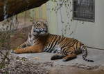 Der Malaysia-Tiger hat einen dem Knigstiger sehr hnlich geformten Schdel.