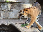 Ein Sumatratiger, fotografiert im Zoo Barcelona (Dezember 2011)