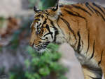 Ein Sumatra-Tiger in der winterlichen Mittagssonne im Zoo Barcelona.