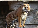 Ein Sumatratiger, fotografiert im Zoo Barcelona (Dezember 2011)