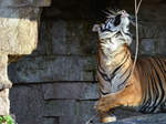 Der Griff nach dem Seil, fotografiert im Zoo Barcelona (Dezember 2011)