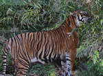 Ein Sumatratiger, fotografiert im Zoo Barcelona (Dezember 2011)