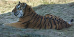 Ein Sibirischer Tiger im Zoo Wuppertal.