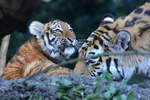 Eine Sibirische Tigerdame mit ihrem Nachwuchs im Zoo Duisburg.