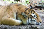 Eine mde Tigerdame im Zoo Duisburg.