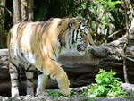 Ein Sibirischer Tiger im Zoo Duisburg.