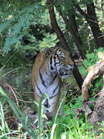 Ein Sibirischer Tiger im Zoo Duisburg.