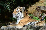 Sibirische Tiger im Zoo Duisburg.