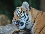 Ein kleiner sibirischer Tiger im Zoo Duisburg.