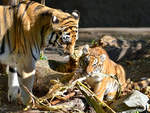 Ein kleiner Maisdieb unter Aufsicht der Tiger-Mama.