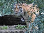 Ein Sibirischer Tiger im Zoo Duisburg.