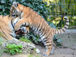 Mal schauen wie lange ich Mama nerven kann, meint wohl dieser junge Tiger.