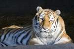 Sibirischer Tiger, 08.01.2008 Mnchen