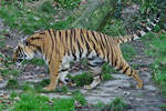 Ein Malaiischer Tiger im Zoo Dortmund.