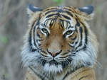 Ein Malaiischer Tiger im Zoo Dortmund.