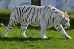 Ein weisser Tiger im Zoo Safaripark Stukenbrock.